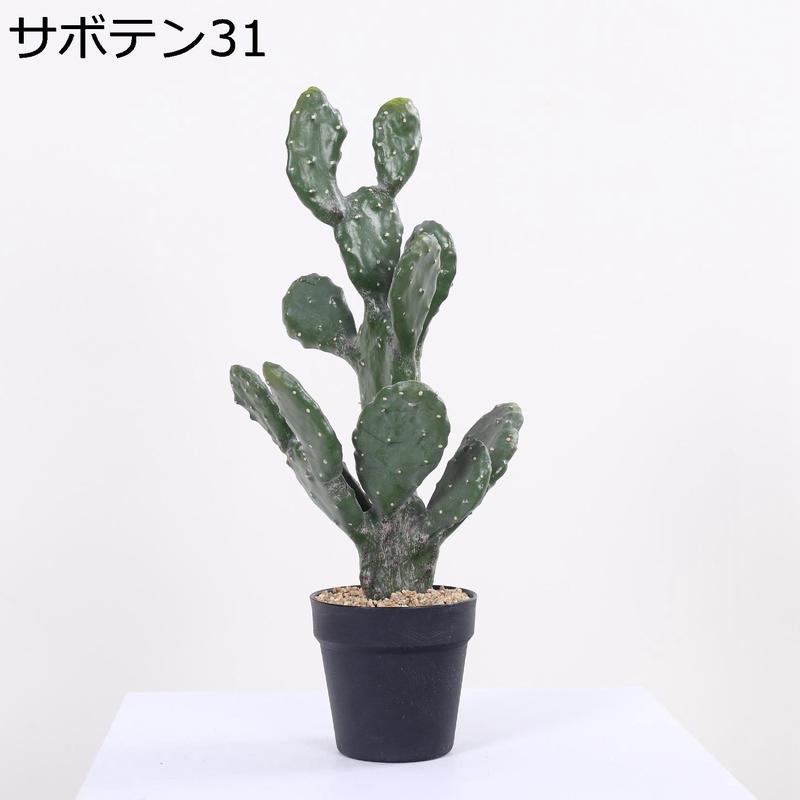 サボテン 弁慶柱の商品一覧 通販 - Yahoo!ショッピング