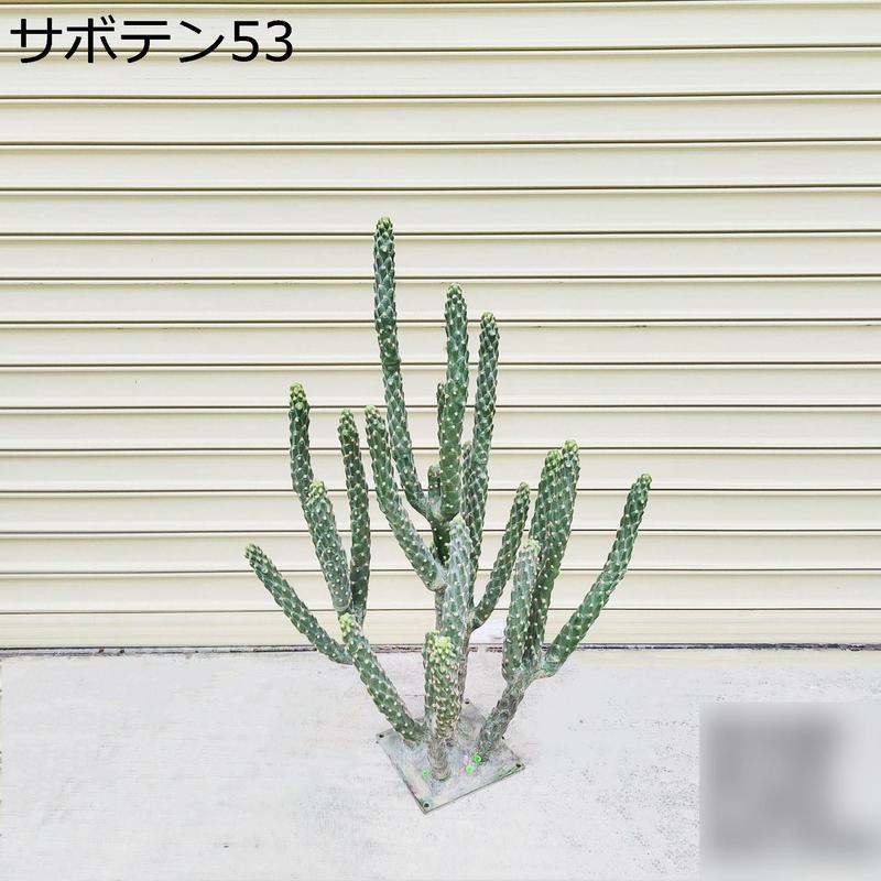 柱サボテン 弁慶柱のおすすめ人気商品一覧 通販 - Yahoo!ショッピング