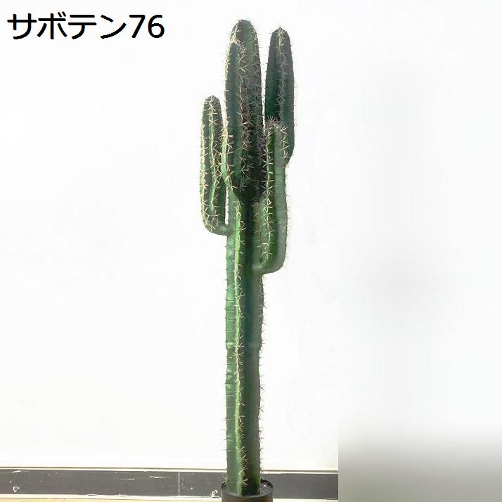 ベアルート弁慶柱55cm～57cm 柱サボテン 弁慶柱のおすすめ人気商品一覧 通販 - Yahoo!ショッピング