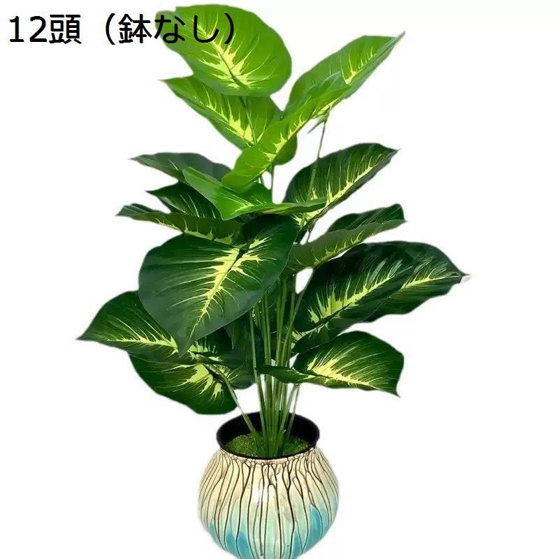 シンゴニウムのおすすめ人気商品一覧 通販 - Yahoo!ショッピング