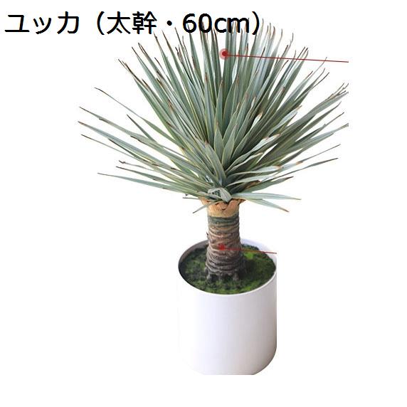 ユッカ 屋外のおすすめ人気商品一覧 通販 - Yahoo!ショッピング
