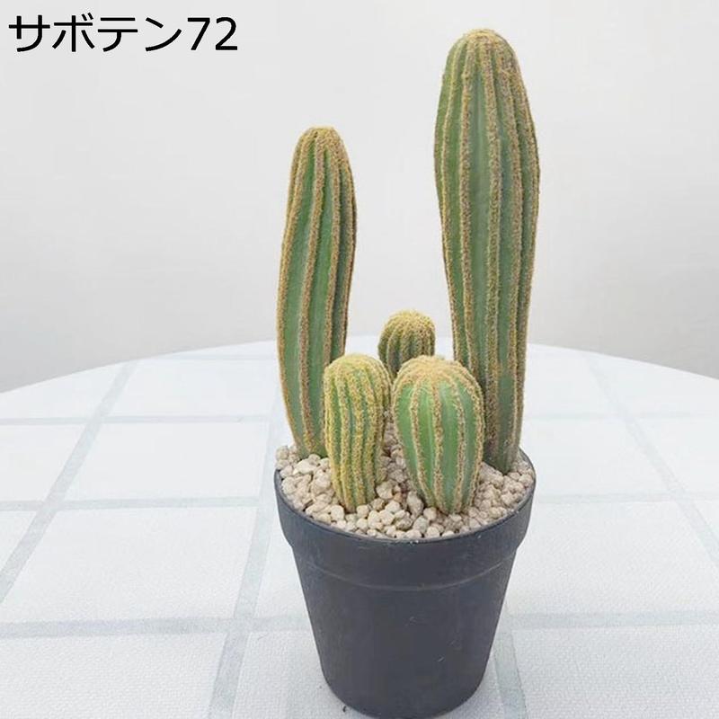柱サボテンのおすすめ人気商品一覧 通販 - Yahoo!ショッピング