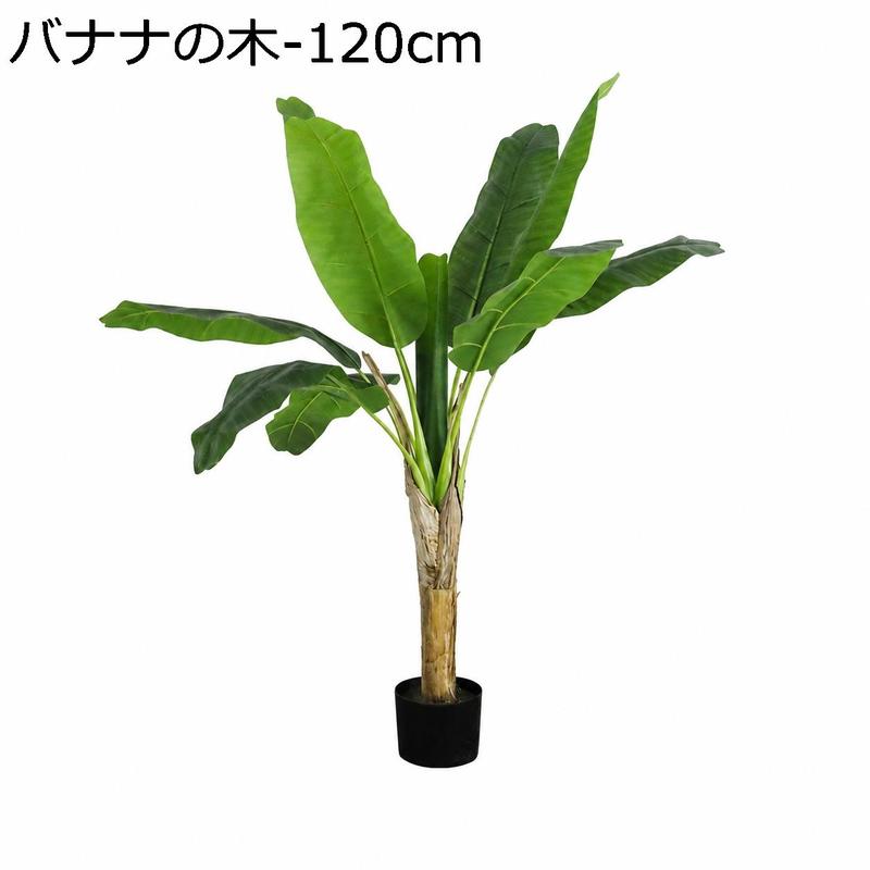 バナナの木（花、ガーデニング）の商品一覧 通販 - Yahoo!ショッピング