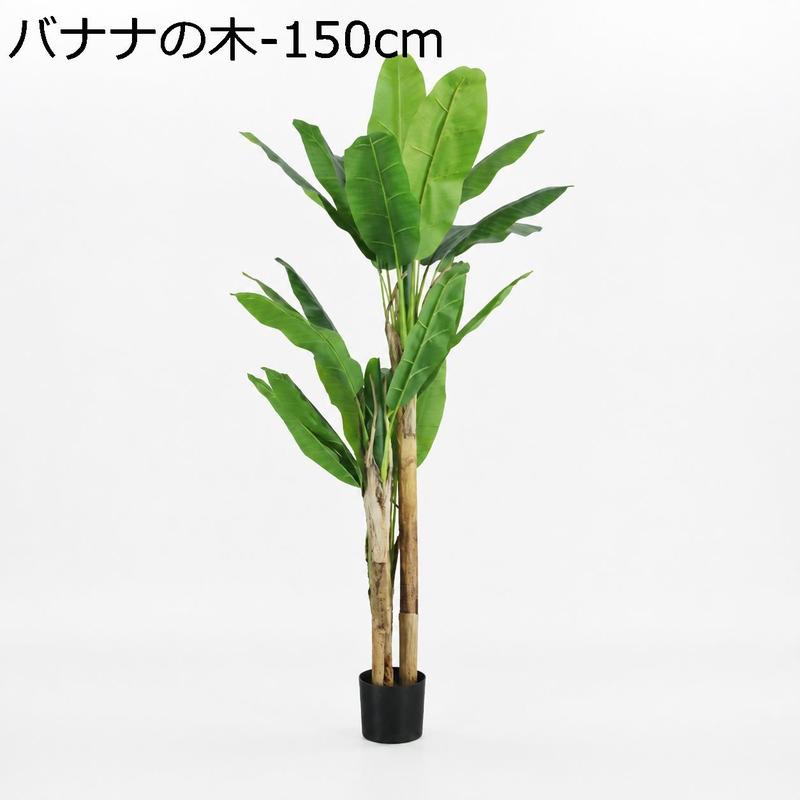 バナナの木（花、ガーデニング）の商品一覧 通販 - Yahoo!ショッピング