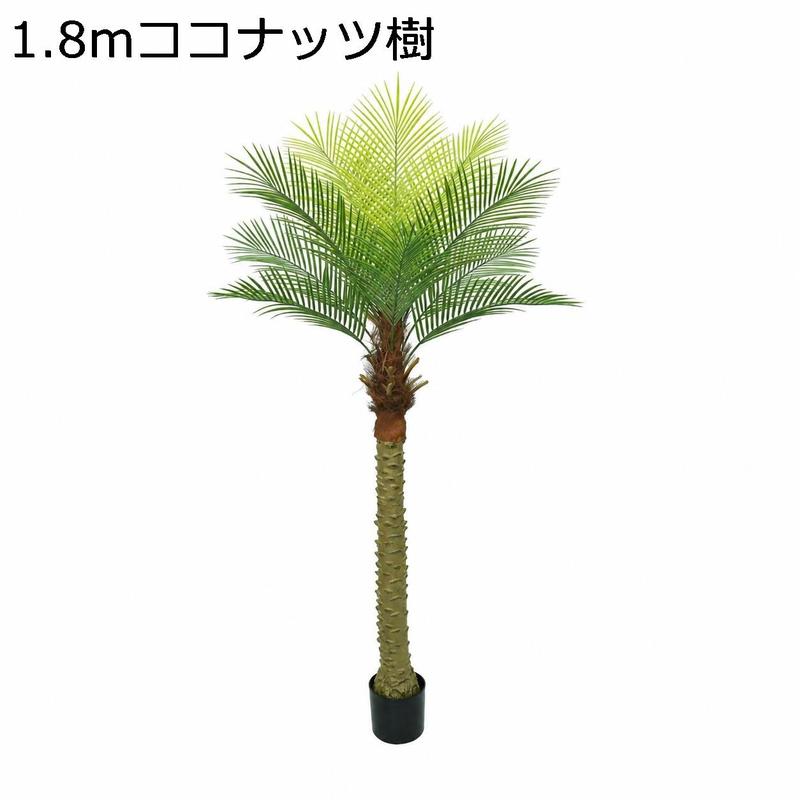 ナツメヤシの木の商品一覧 通販 - Yahoo!ショッピング