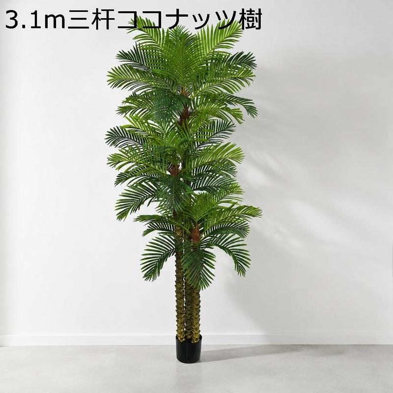 ナツメヤシの木の商品一覧 通販 - Yahoo!ショッピング