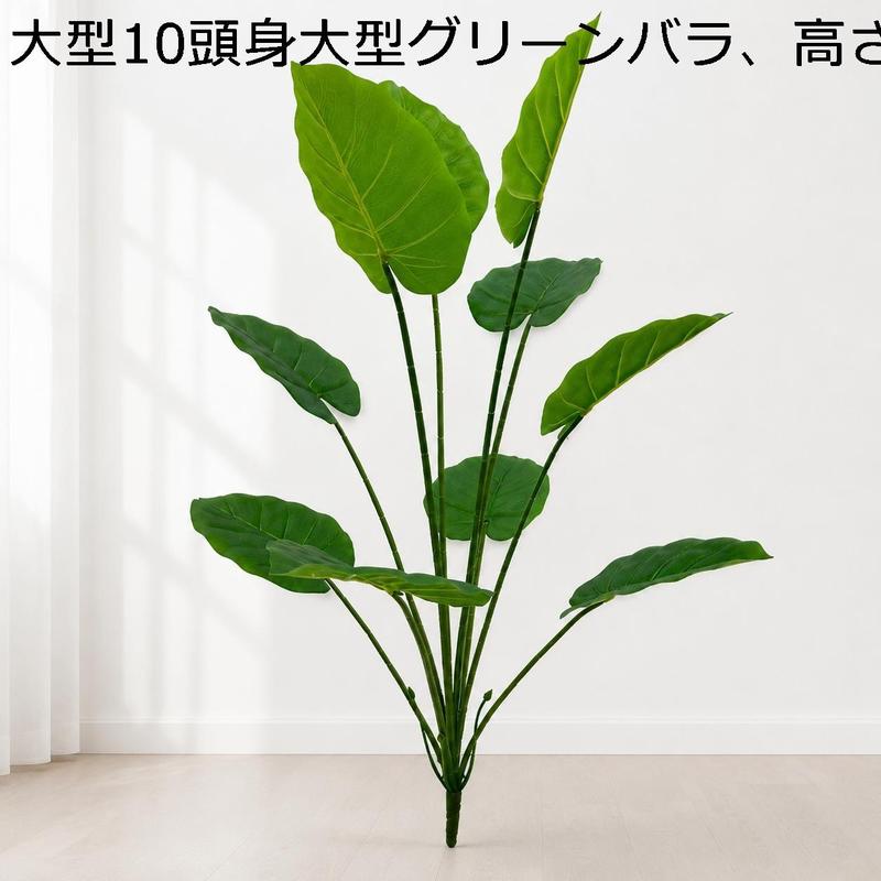 クワズイモの商品一覧 通販 - Yahoo!ショッピング