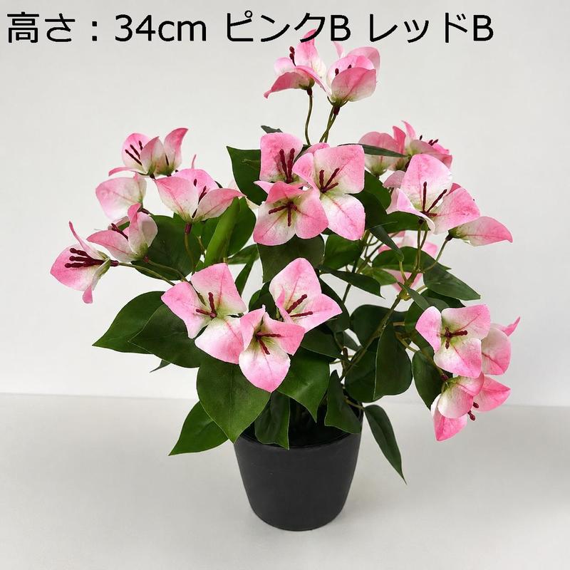 ブーゲンビリア（花、ガーデニング）の商品一覧 通販 - Yahoo!ショッピング