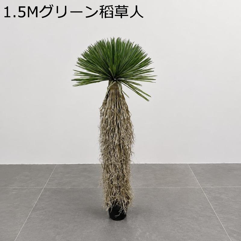 ユッカ ロストラータの商品一覧 通販 - Yahoo!ショッピング