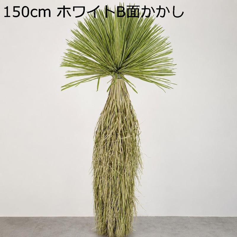 ユッカ ロストラータの商品一覧 通販 - Yahoo!ショッピング