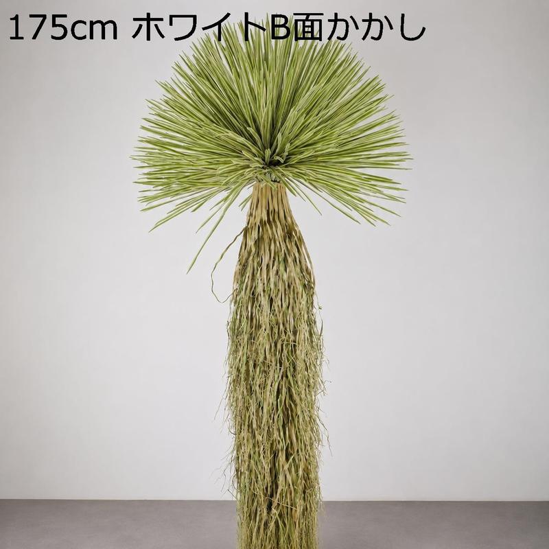 ユッカ ロストラータの商品一覧 通販 - Yahoo!ショッピング