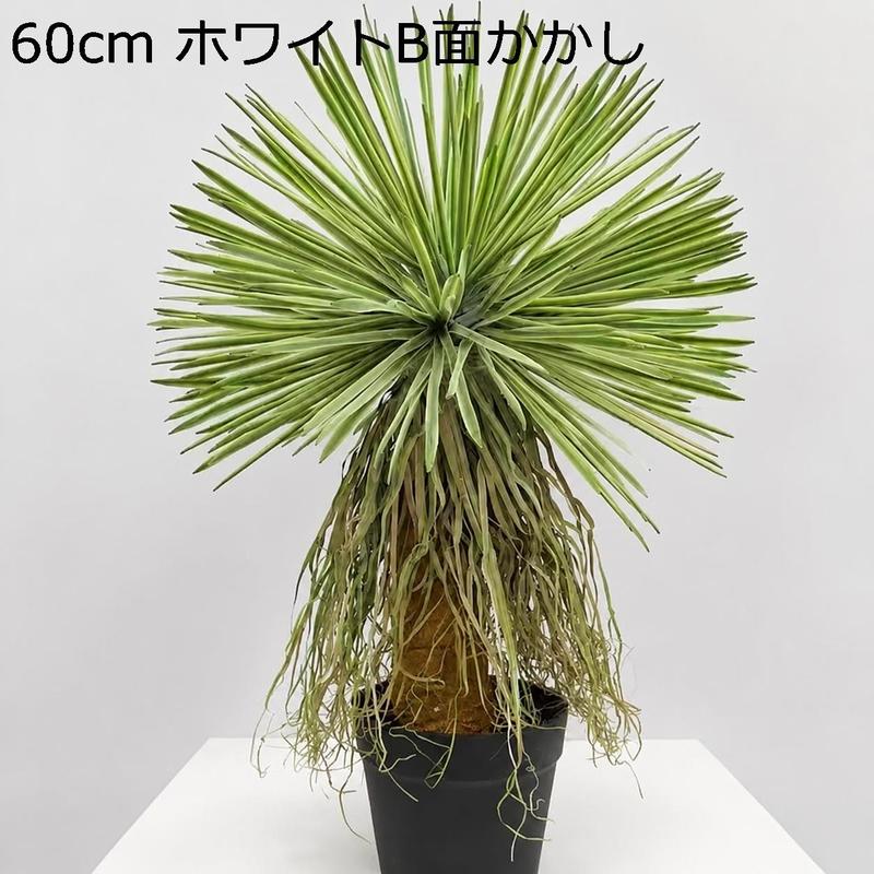 ユッカ ロストラータの商品一覧 通販 - Yahoo!ショッピング