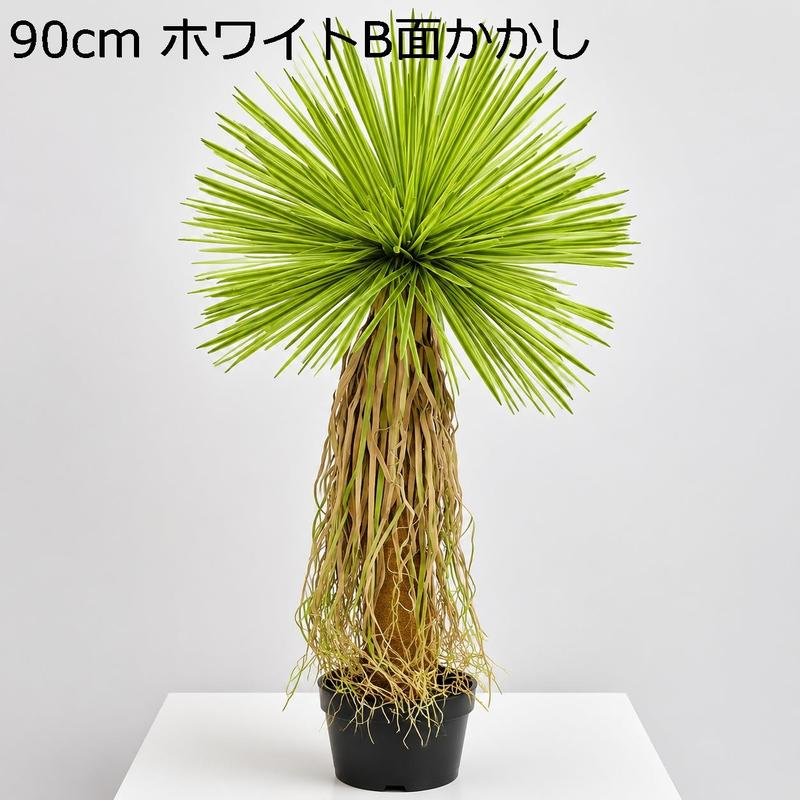 ユッカ ロストラータの商品一覧 通販 - Yahoo!ショッピング