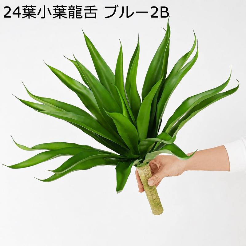 アガベ リュウゼツランの商品一覧 通販 - Yahoo!ショッピング
