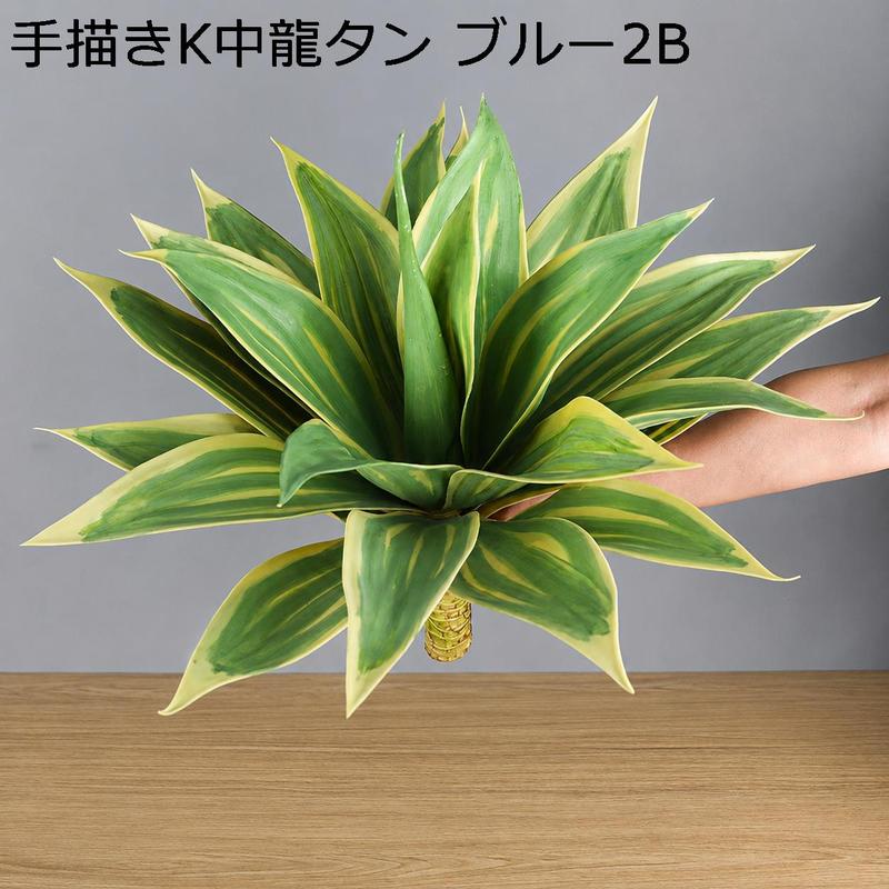 アガベ リュウゼツランの商品一覧 通販 - Yahoo!ショッピング