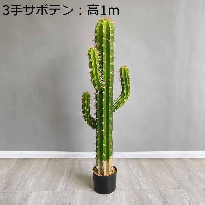 柱サボテン 弁慶柱（花、ガーデニング）の商品一覧 通販 - Yahoo