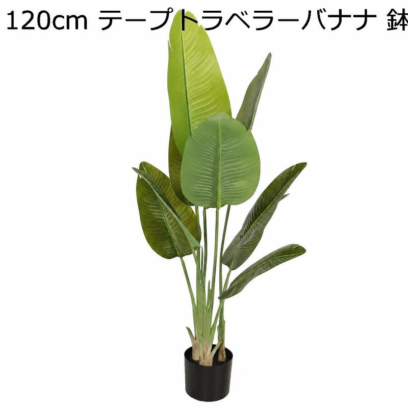 旅人の木の商品一覧 通販 - Yahoo!ショッピング