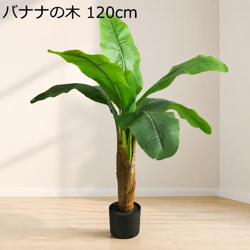 バナナの木（花、ガーデニング）の商品一覧 通販 - Yahoo!ショッピング
