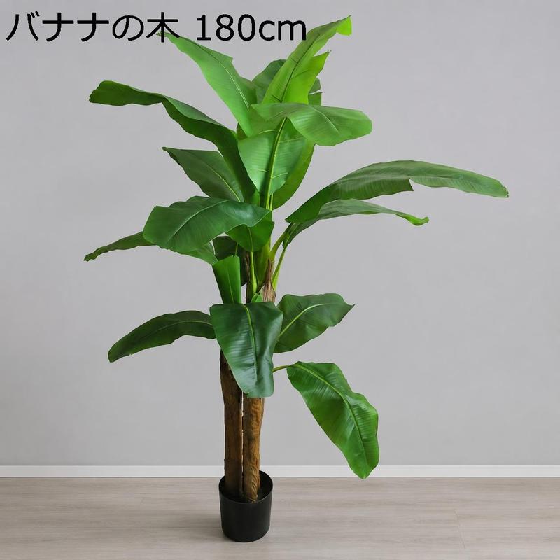 バナナの木（花、ガーデニング）の商品一覧 通販 - Yahoo!ショッピング