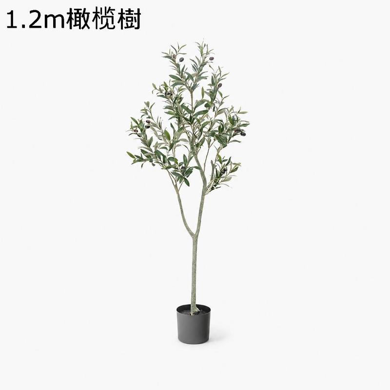 オリーブ鉢植えの商品一覧 通販 - Yahoo!ショッピング