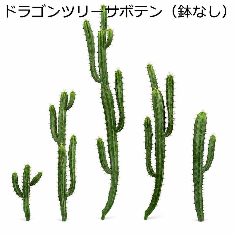竜神木　実生　6鉢セット 竜神木の商品一覧 通販 - Yahoo!ショッピング
