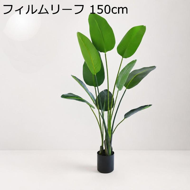 旅人の木の商品一覧 通販 - Yahoo!ショッピング