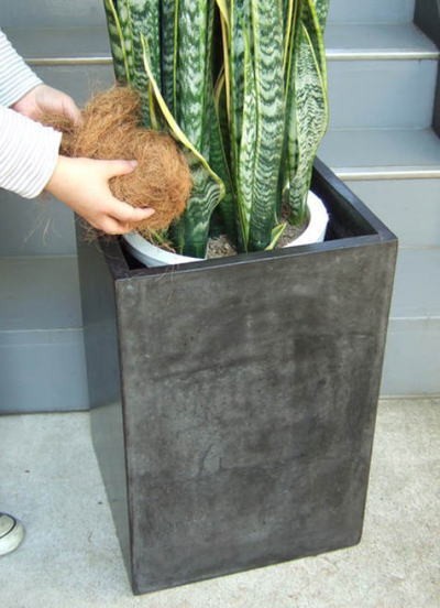 観葉植物 特大 サンスベリア コンクリート風大型スクエア鉢ブラック