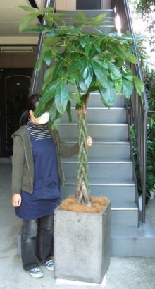 観葉植物 特大 パキラ コンクリート風大型スクエア鉢グレイ : アンジェ 