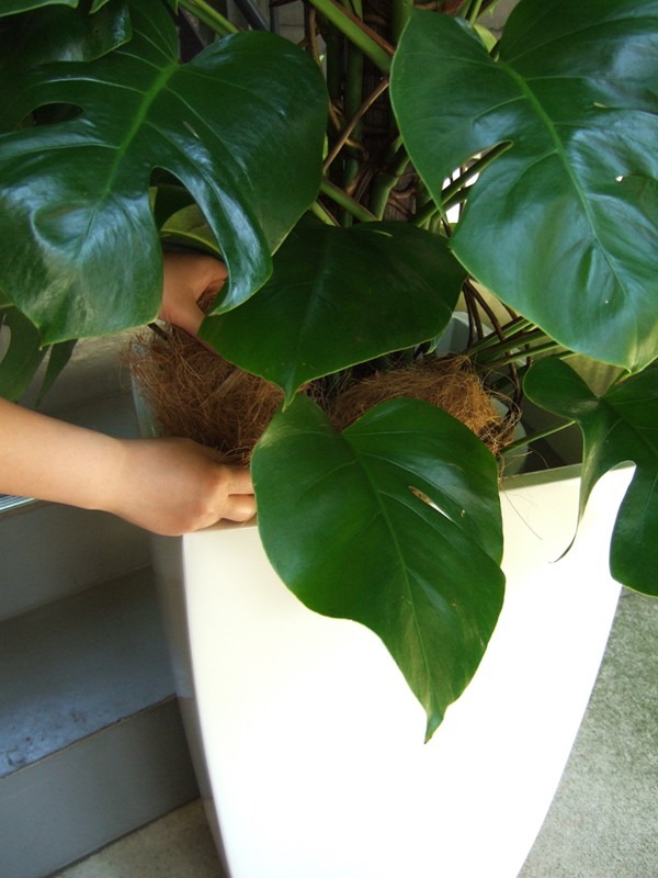 観葉植物 特大 モンステラ 大型ホワイトスクエア鉢ファイバー