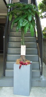 観葉植物 特大 パキラ 特大鉢クリアブラック 開店祝 移転祝 開院祝