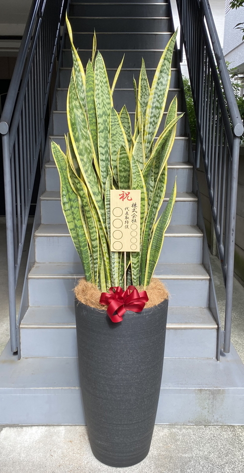 観葉植物 特大 サンスベリア 樹脂製特大鉢クリアブラック 開店祝 開業
