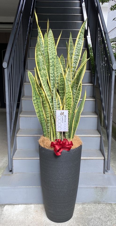 観葉植物 特大 サンスベリア 樹脂製特大鉢クリアブラック 開店祝 開業
