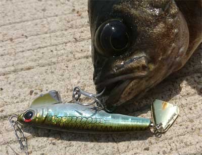 釣果