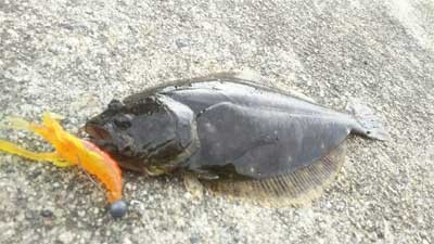 釣果