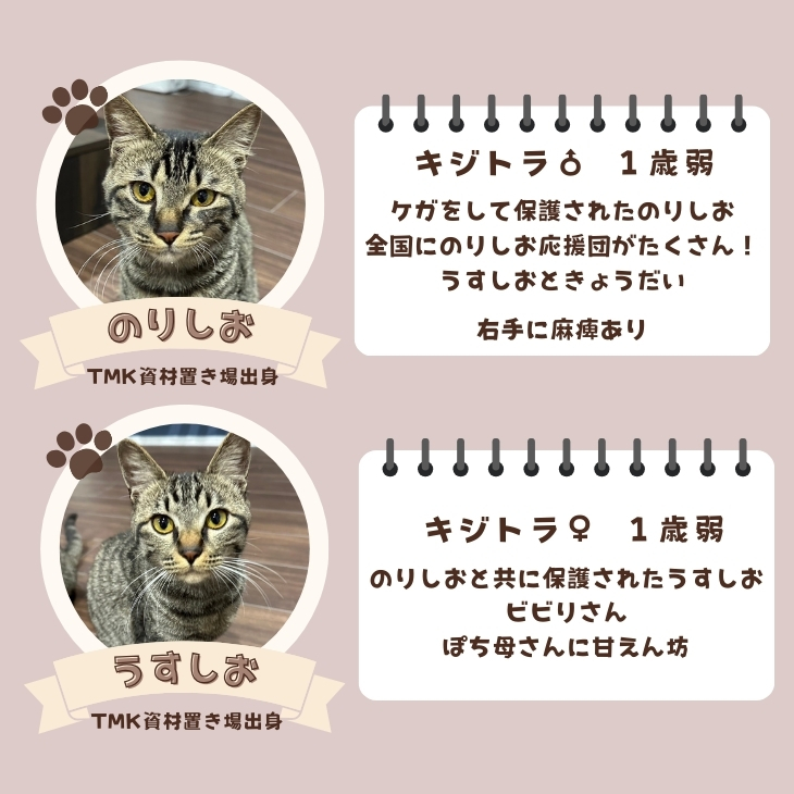 ねこねこ紹介