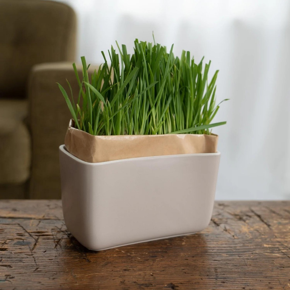 HARIO（ハリオ） 猫草栽培キット INK にゃんベジ ポット 有田焼 種まき