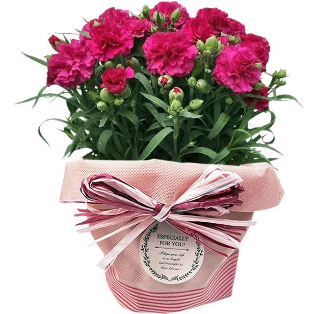 早割開催中！ 母の日 プレゼント 花 ギフト 2026 カーネーション 鉢植え 5号鉢 選べる 生花 鉢 送料無料 爆買 | アンのお花屋さん | 04