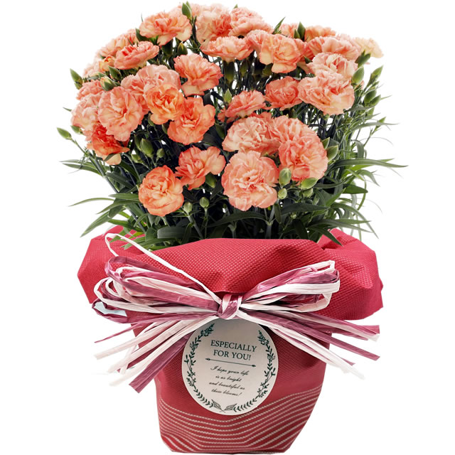 早割開催中！ 母の日 プレゼント 花 ギフト 2026 カーネーション 鉢植え 5号鉢 選べる 生花 鉢 送料無料 爆買 | アンのお花屋さん | 03