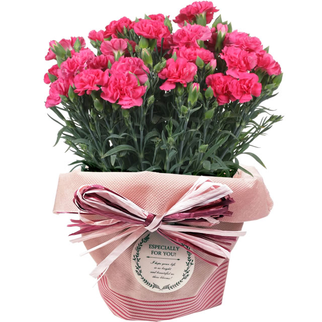 早割開催中！ 母の日 プレゼント 花 ギフト 2026 カーネーション 鉢植え 5号鉢 選べる 生花 鉢 送料無料 爆買 | アンのお花屋さん | 02