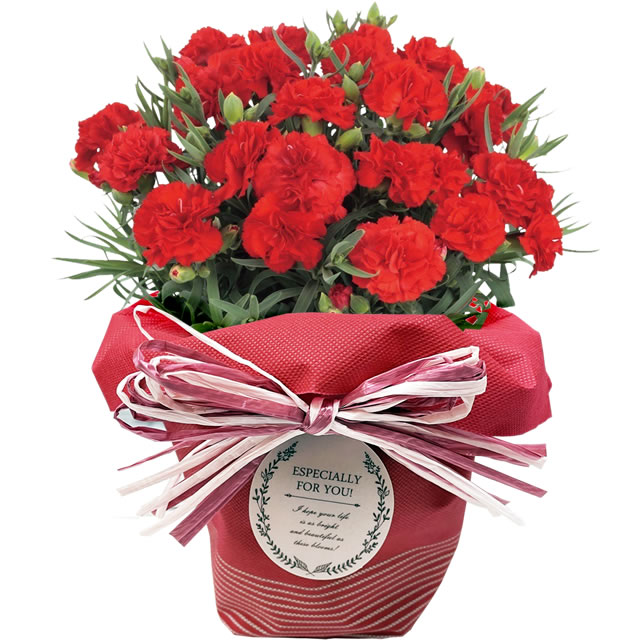 早割開催中！ 母の日 プレゼント 花 ギフト 2026 カーネーション 鉢植え 5号鉢 選べる 生花 鉢 送料無料 爆買 | アンのお花屋さん | 01