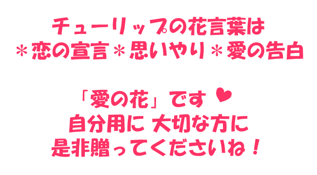 チューリップとマーガレットや春の花の花束