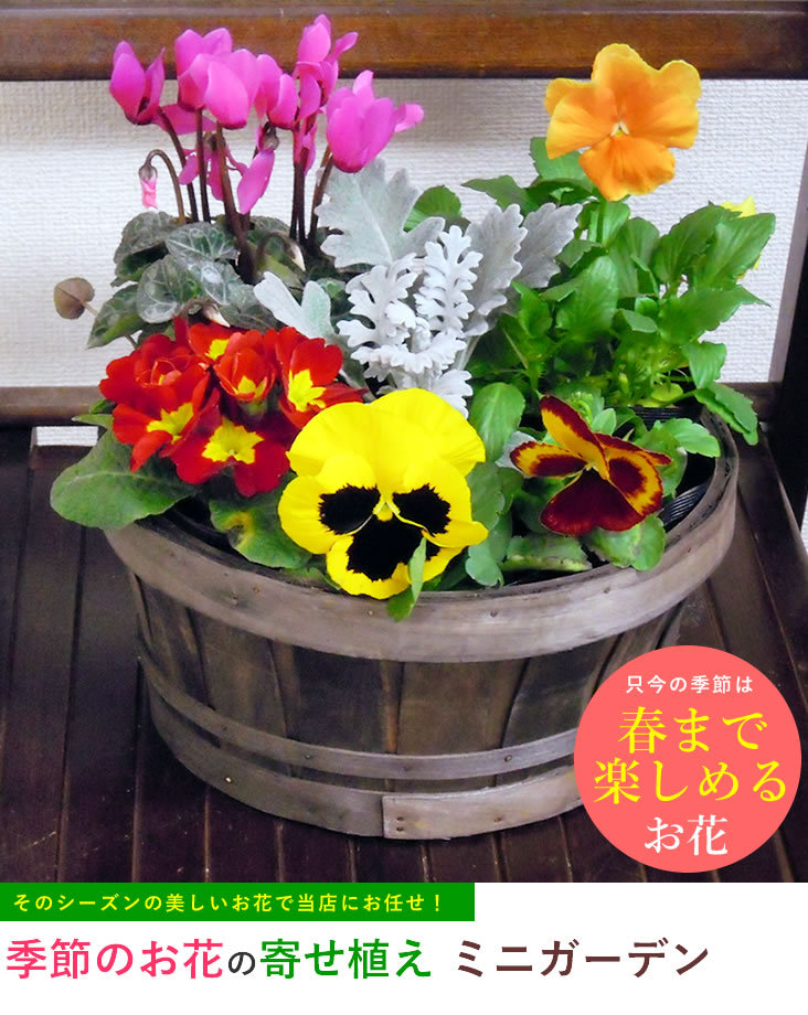 花 鉢植え 春まで楽しめる ミニガーデン 季節のお花 寄せ植え お祝い バースデー 歓送迎 送別 退職 贈り物 母の日  :PK-0001:アンのお花屋さんYahoo!店 - 通販 - Yahoo!ショッピング