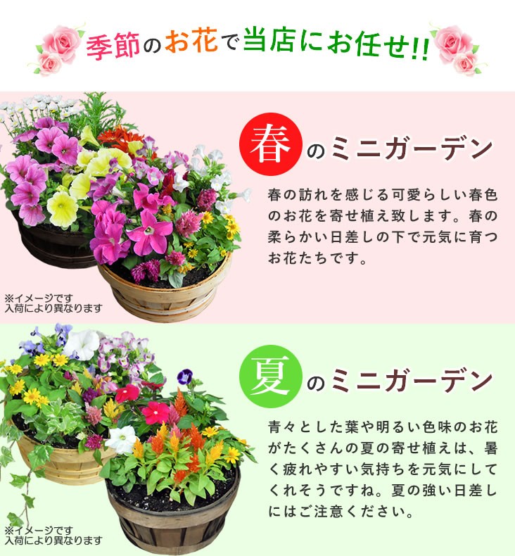 1650円 大幅値下げランキング カラー 花 鉢植えの花 鉢植え 黒 シュワルツワンダー鉢植えの