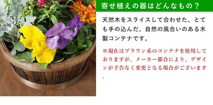 1650円 全品送料無料 カラー 花 鉢植えの花 鉢植え 黒 シュワルツワンダー鉢植えの