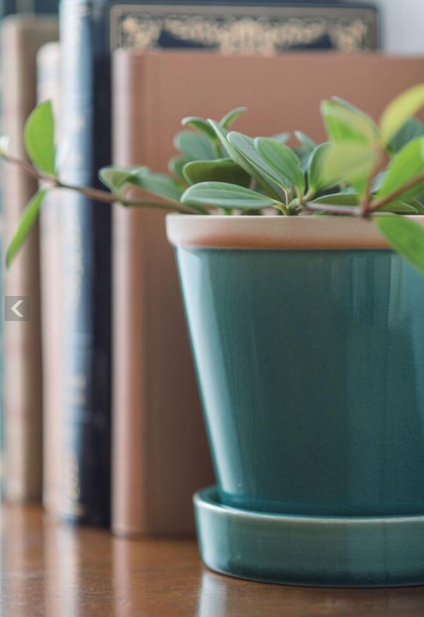 植木鉢 おしゃれ 陶器鉢 フラワーポット パステルカラー カラフル 皿