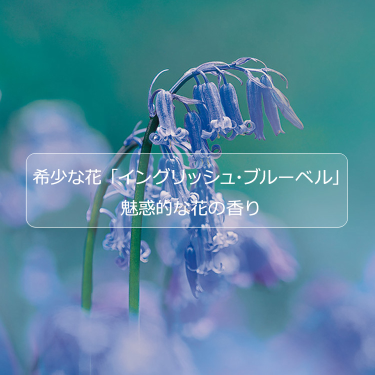 線香 日本香堂 花風プラチナ「ブルーベル」バラ詰 日本製 BlueBell 