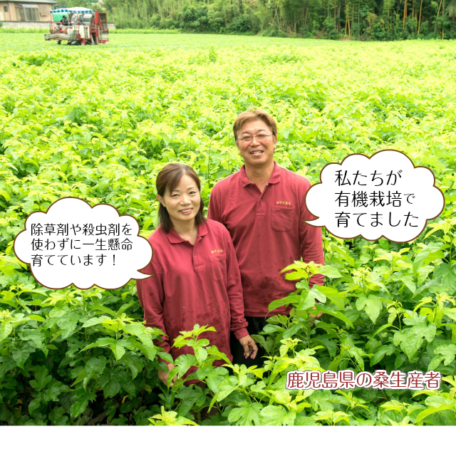 トヨタマ 有機桑葉顆粒 1.5g×60包 青汁 桑の葉 国産 有機JAS認証