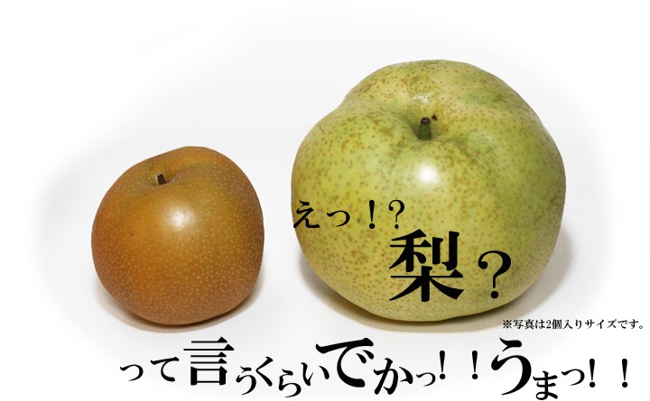 9月上旬出荷開始】かおり 梨 6〜7個入り 大玉 千葉県市川産市川の梨