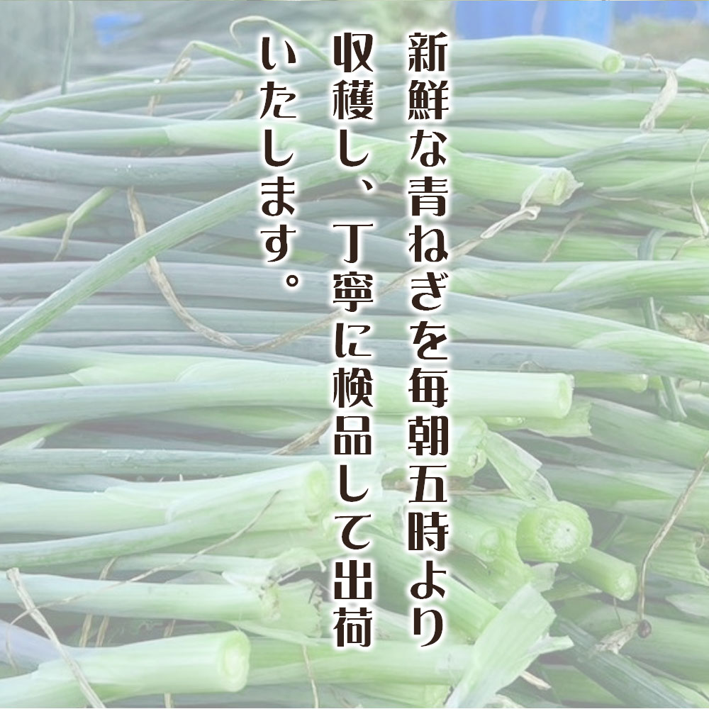 九条ねぎ 約5kg 和歌山県産 青ネギ ねぎ 農家直送 クール便 : ワカツー