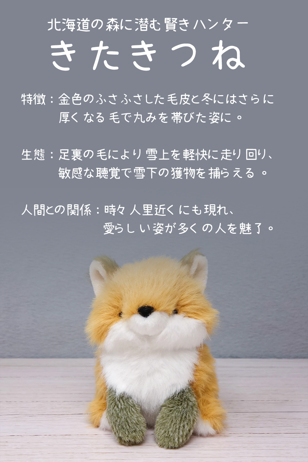 わたぽ ぬいぐるみ 新商品 内藤デザイン研究所 送料別 動物 フクロウ
